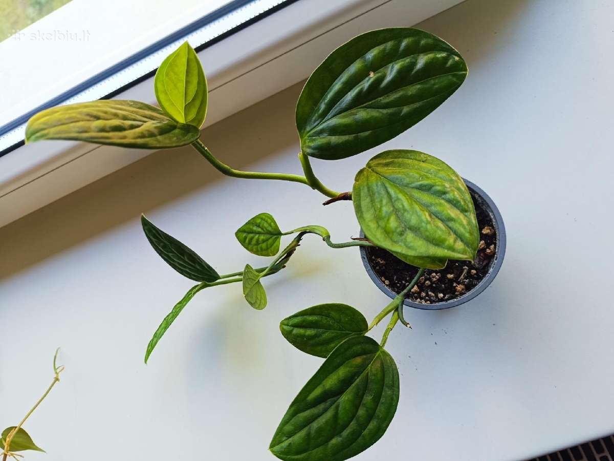 Monstera peru - nuotraukos Nr. 3