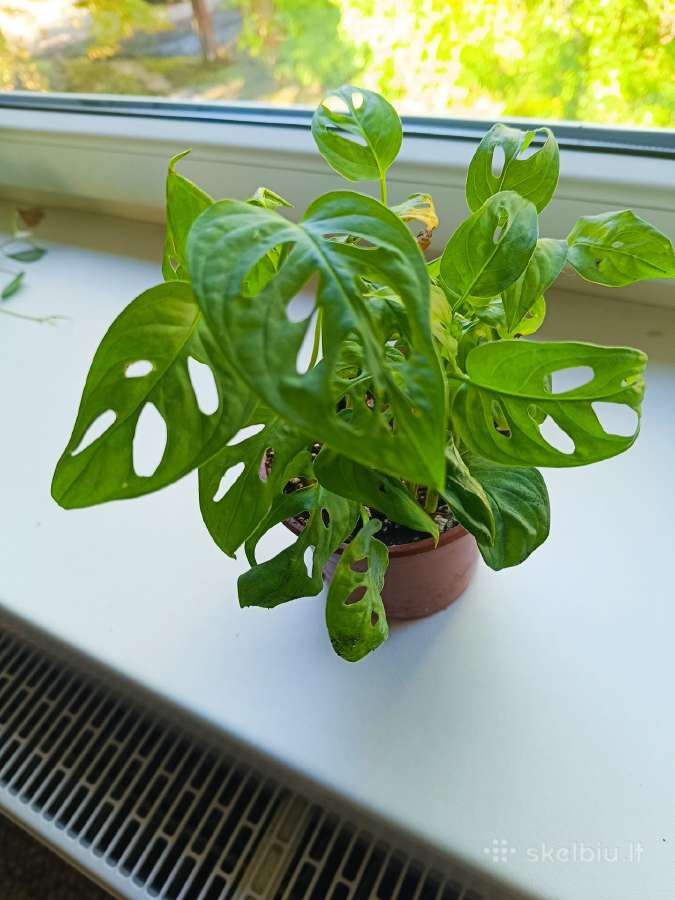Monstera Adansonii - nuotraukos Nr. 2