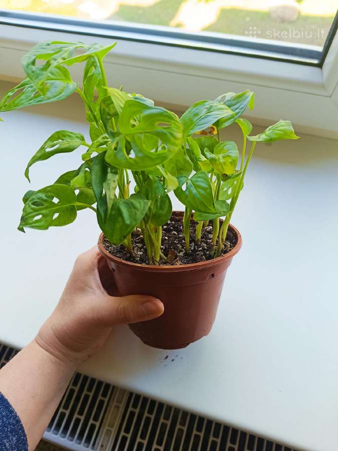 Monstera Adansonii - nuotraukos Nr. 3