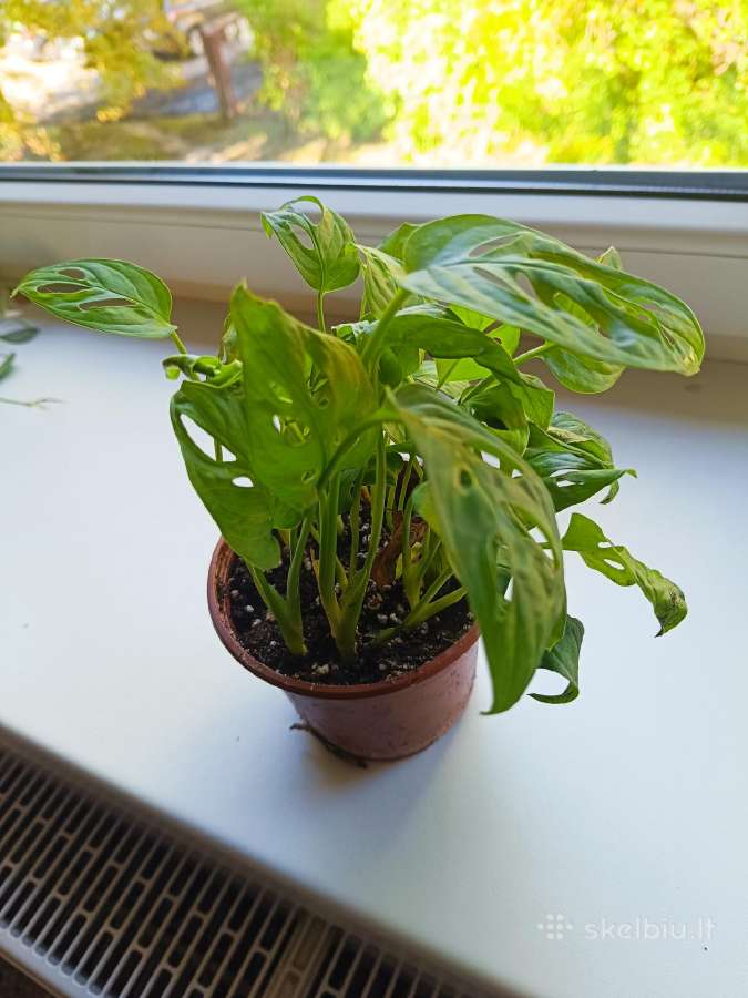 Monstera Adansonii - nuotraukos Nr. 4