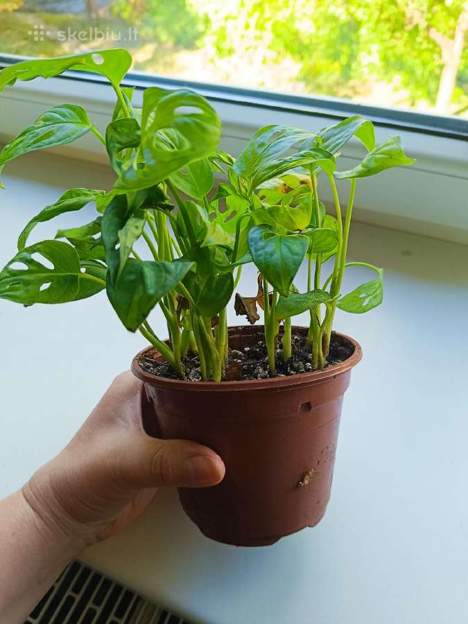 Monstera Adansonii - nuotraukos Nr. 5