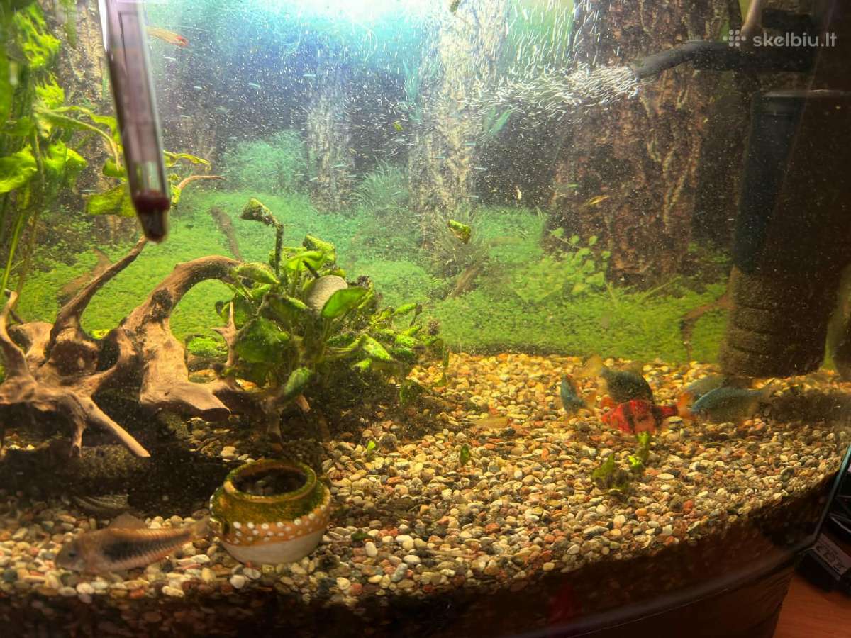 Dovanoju akvariumo žuvytes ir augalus (Kaunas) - nuotraukos Nr. 2