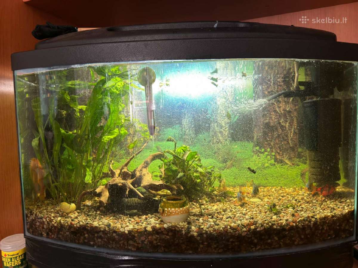 Dovanoju akvariumo žuvytes ir augalus (Kaunas) - nuotraukos Nr. 3