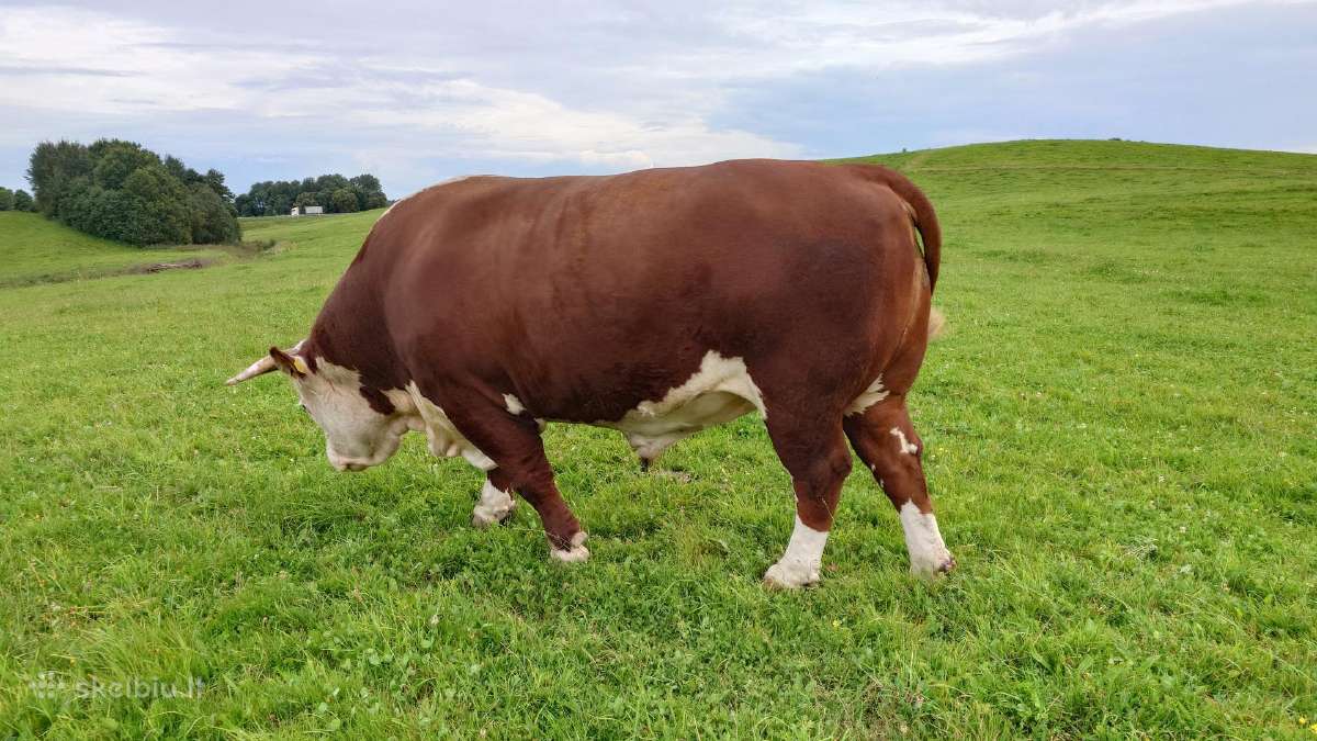 Herefordas - nuotraukos Nr. 3