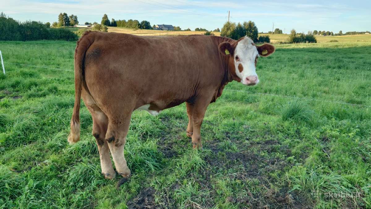 Herefordas - nuotraukos Nr. 6