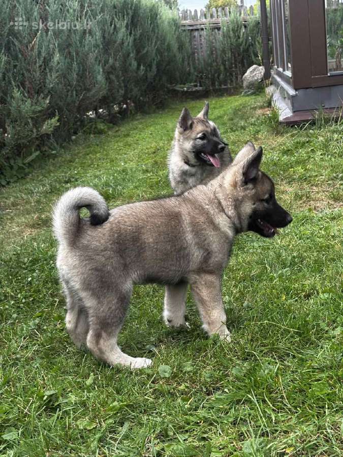 Pirmoji Norvegų Elkhundų vada Lietuvoje - nuotraukos Nr. 8