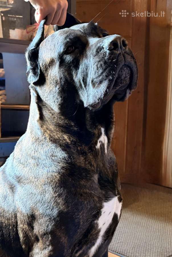 Cane Corso šuniukai su kilmės dokumentais - nuotraukos Nr. 4