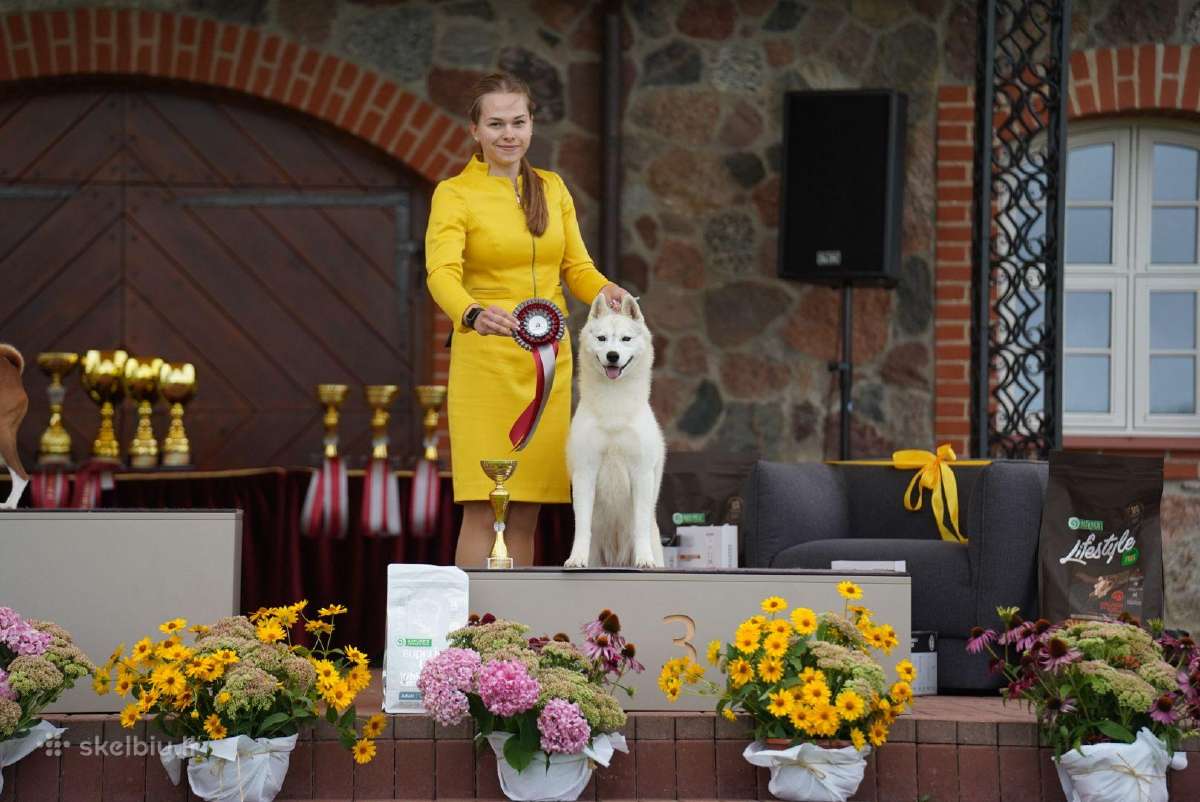 Sibiro haskiai su Lkd kilmės dokumentais - nuotraukos Nr. 8