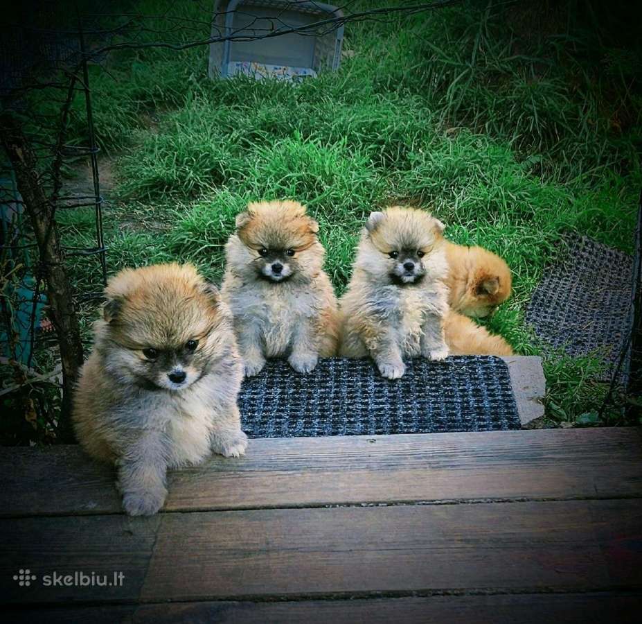Pomeranijos nykštukinių špicai - nuotraukos Nr. 5