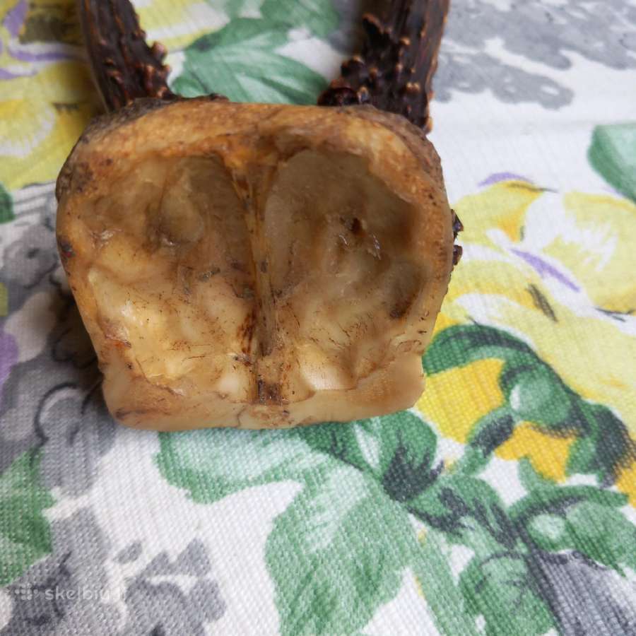 Stirnos ragai - nuotraukos Nr. 4