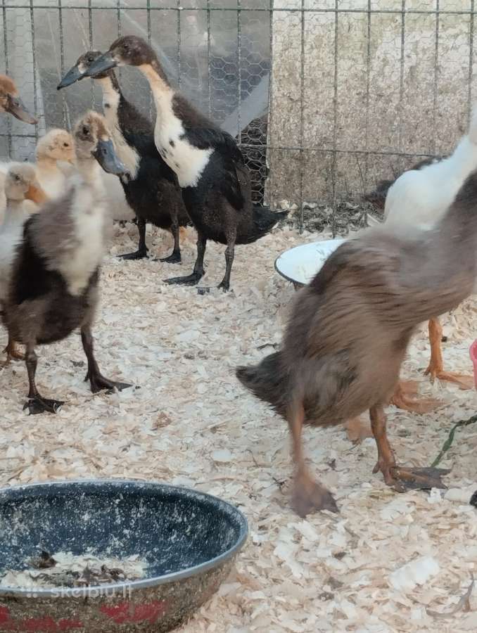 Ančiukai viščiukai kiauš perinimui - nuotraukos Nr. 2
