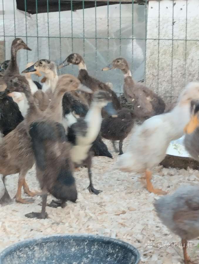 Ančiukai viščiukai kiauš perinimui - nuotraukos Nr. 9