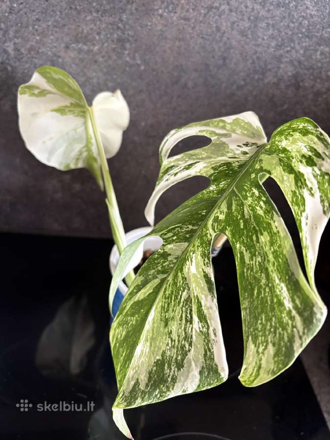 Monstera Borsigiana Albo Variegata - nuotraukos Nr. 6