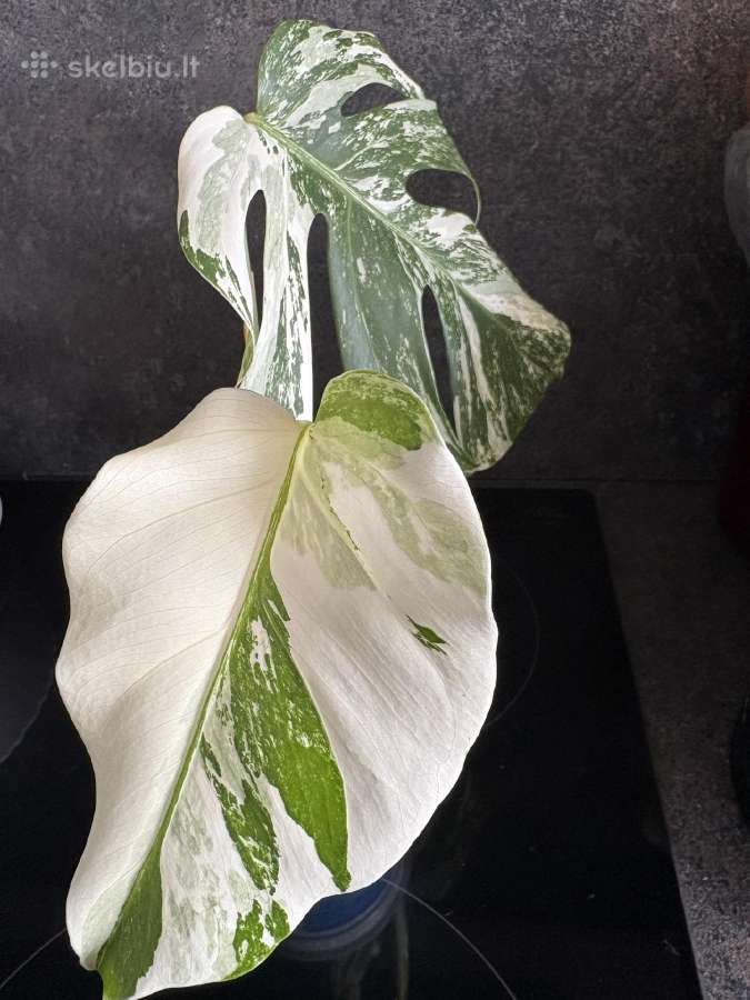 Monstera Borsigiana Albo Variegata - nuotraukos Nr. 7
