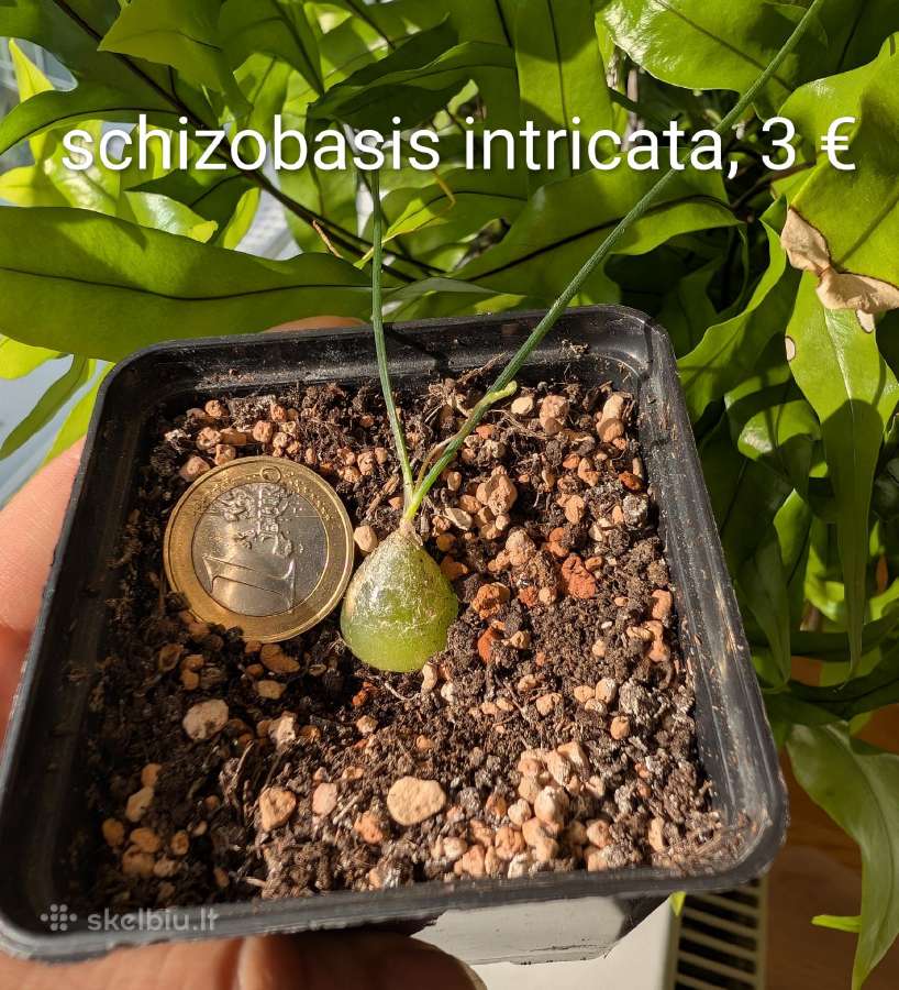 Sukulentai ceropegia, gasteria, haworthia ir kiti - nuotraukos Nr. 14