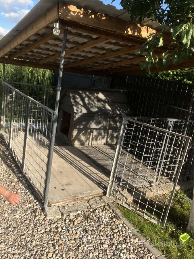 Voljeras šuniui - nuotraukos Nr. 2