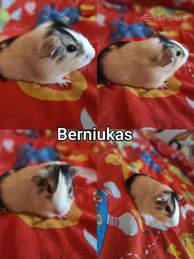 Jūrų kiaulytės - nuotraukos Nr. 2