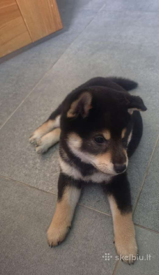 Shiba inu - nuotraukos Nr. 2