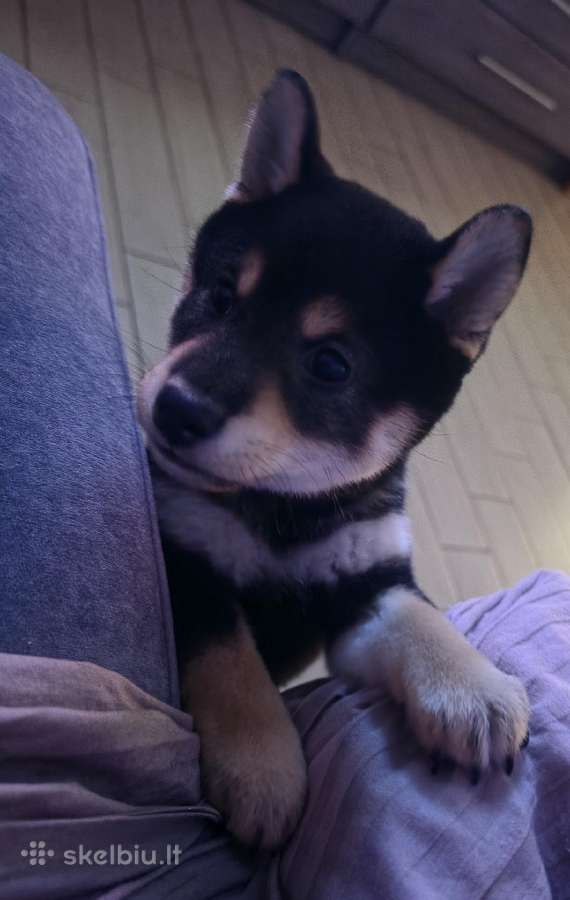 Shiba inu - nuotraukos Nr. 3
