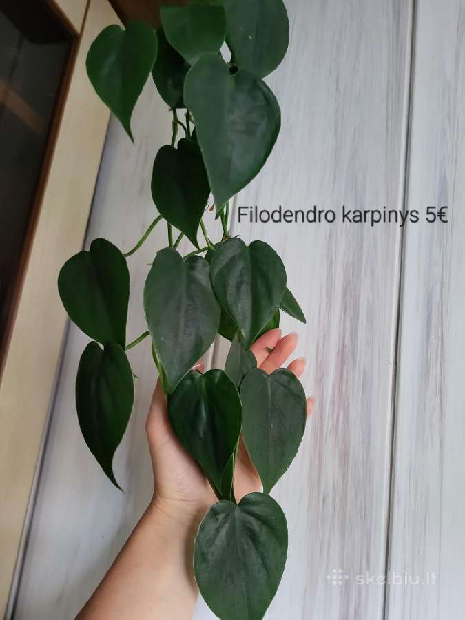 Kambariniai augalai - nuotraukos Nr. 15