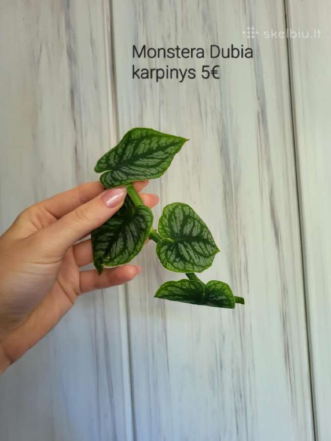 Kambariniai augalai - nuotraukos Nr. 8