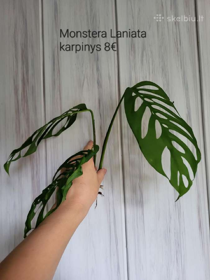 Kambariniai augalai - nuotraukos Nr. 7