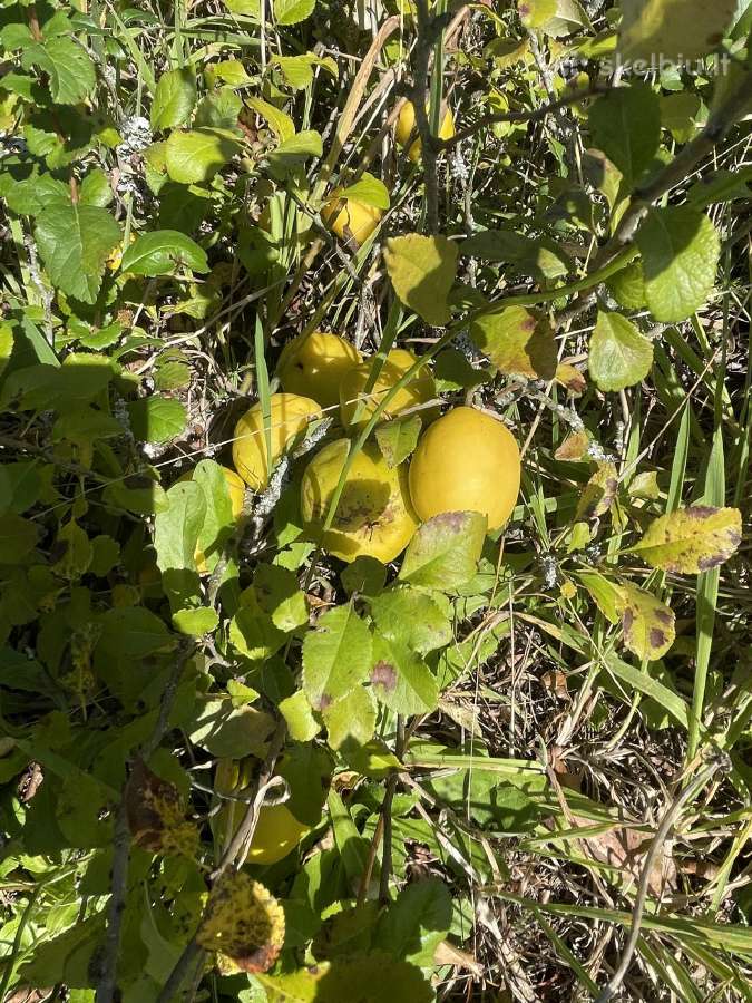 Ekologiški Sertifikuoti Svarainiai Iš Lauko - nuotraukos Nr. 2