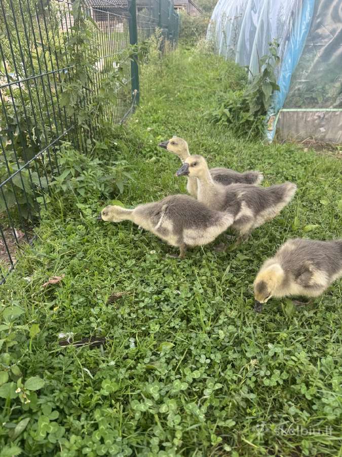 Parduodami žąsiukai ir žąsynas - nuotraukos Nr. 2