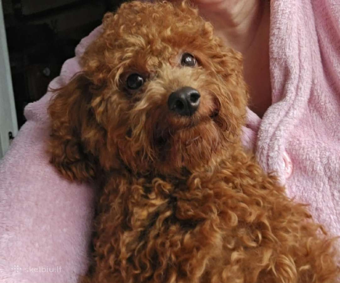 Pomapoo Šuniukai - nuotraukos Nr. 7