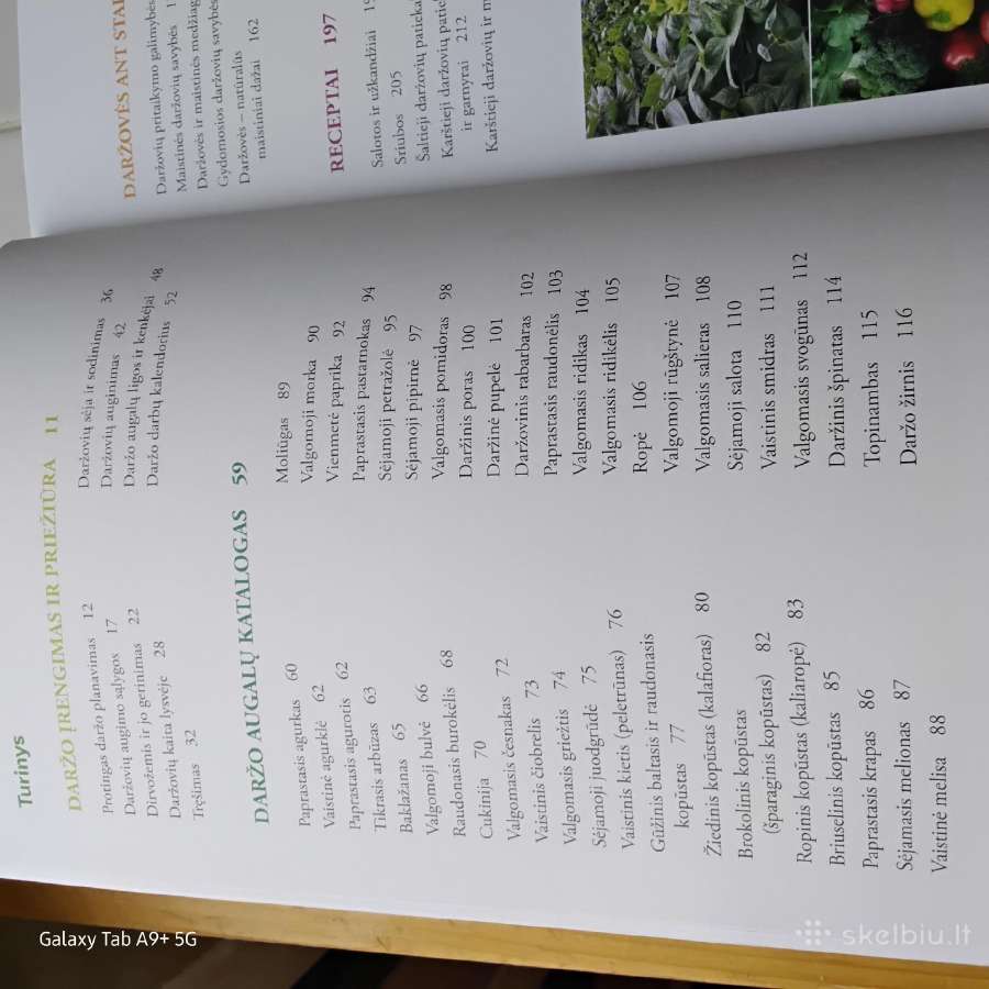 Daržas - nuotraukos Nr. 2