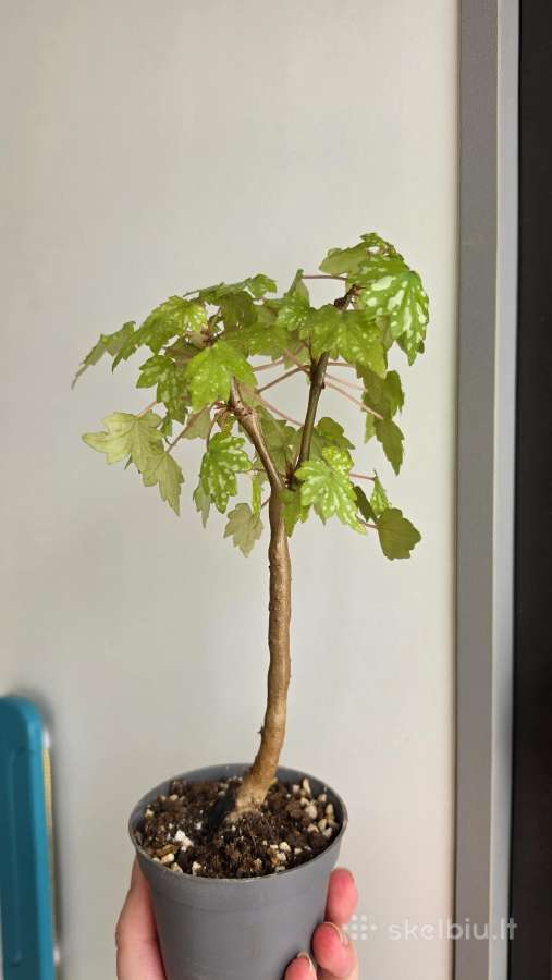 Begonia dregei glasgow - nuotraukos Nr. 2
