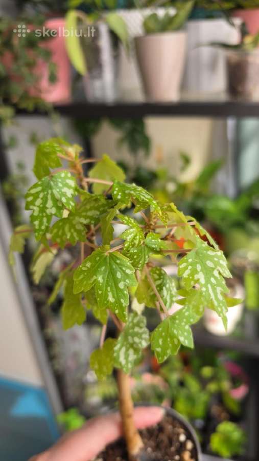Begonia dregei glasgow - nuotraukos Nr. 3