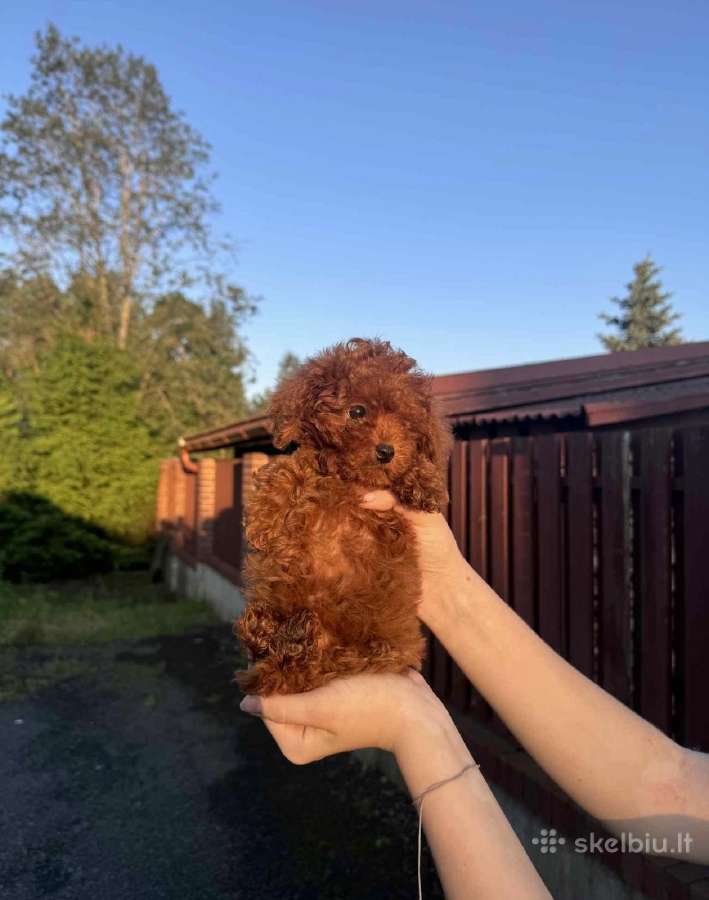 Toy pudeliai , pudeliukai, red brown meškučiai - nuotraukos Nr. 3