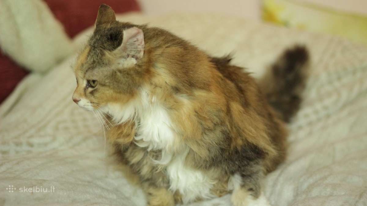 Princesė, benamėlė, 5 m. - nuotraukos Nr. 7