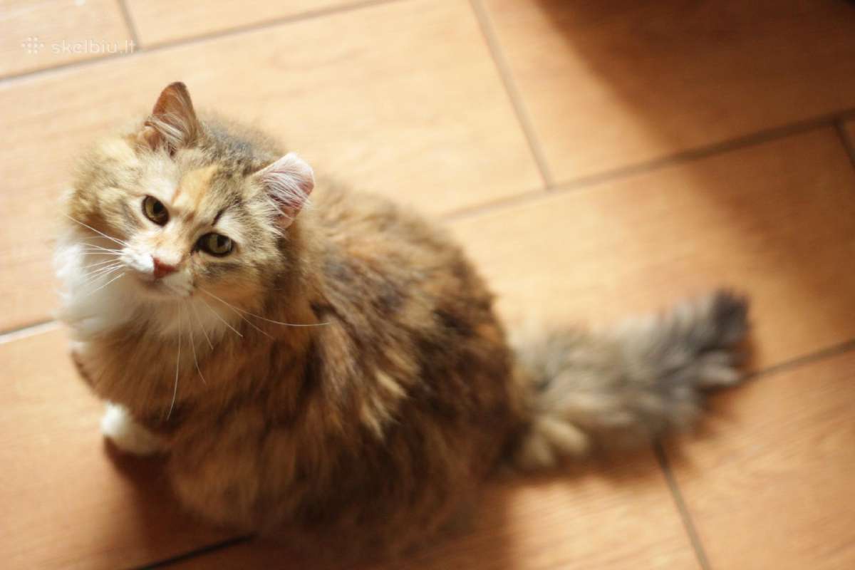 Princesė, benamėlė, 5 m. - nuotraukos Nr. 22