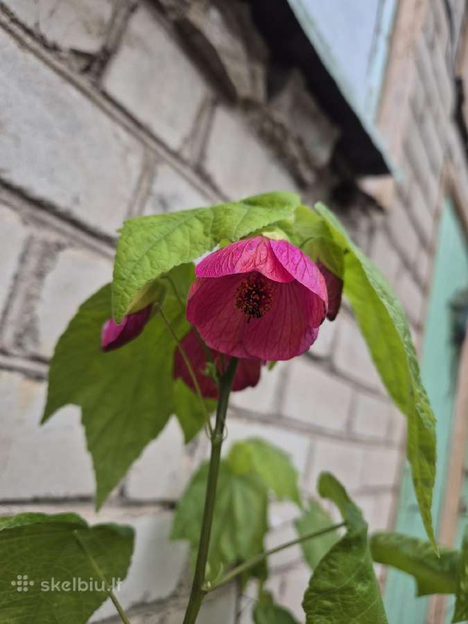 Kambarinis Klevelis Abutilon - nuotraukos Nr. 2