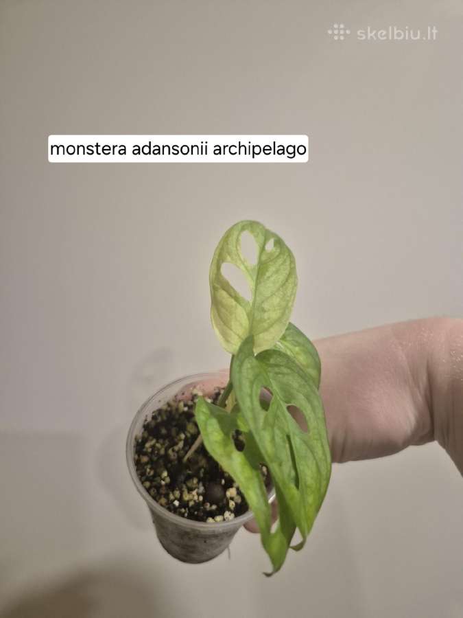 Monsteros, zz, juka, alocasia, singonis,difenbach - nuotraukos Nr. 5