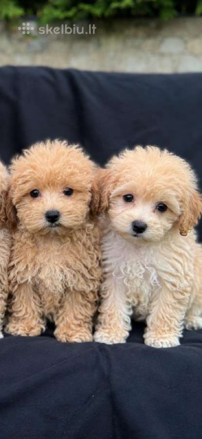 Maltipoo F1 - nuotraukos Nr. 2