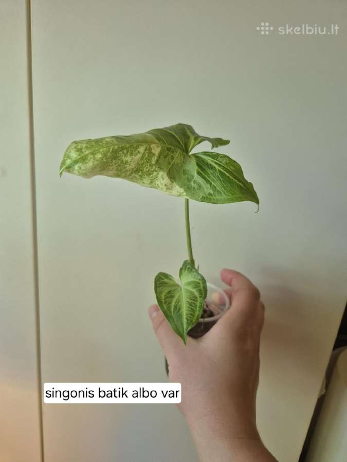 Monsteros, zz, juka, alocasia, singonis,difenbach - nuotraukos Nr. 7