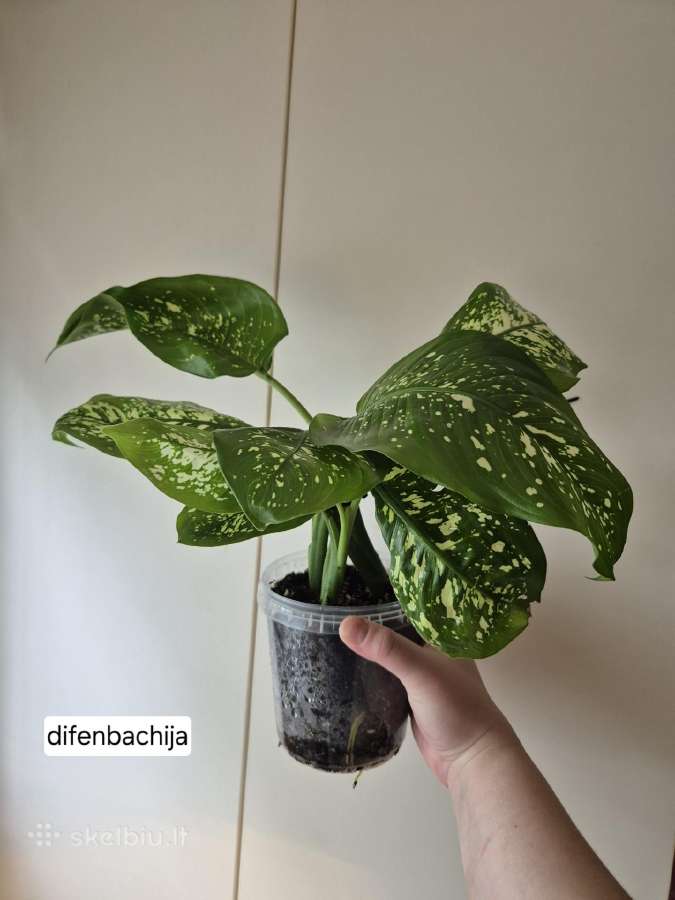 Monsteros, zz, juka, alocasia, singonis,difenbach - nuotraukos Nr. 8