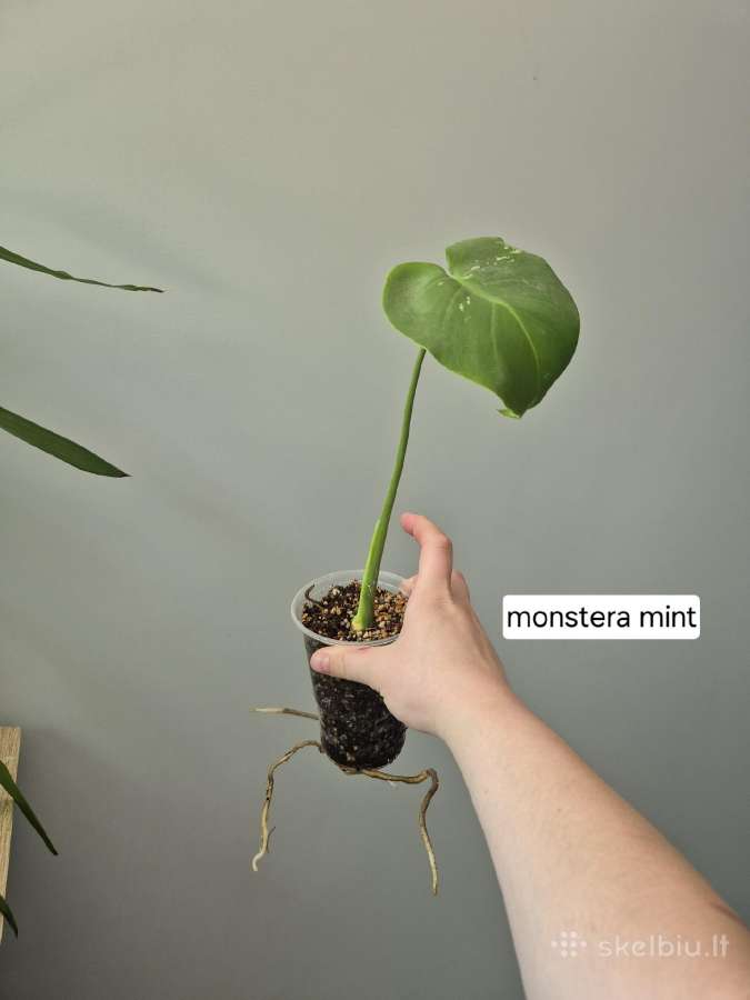Monsteros, zz, juka, alocasia, singonis,difenbach - nuotraukos Nr. 11