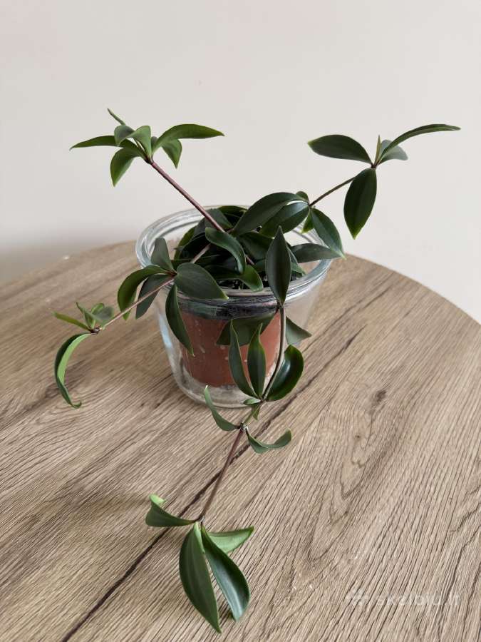 Peperomia pereskiifolia - nuotraukos Nr. 2