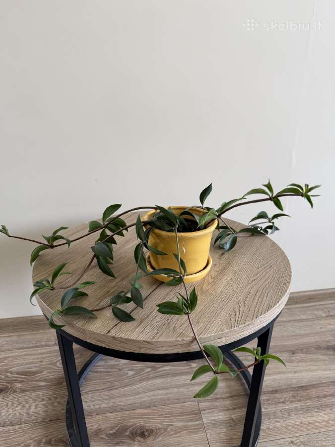 Peperomia pereskiifolia - nuotraukos Nr. 3