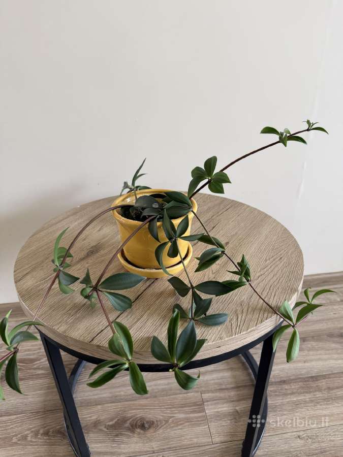 Peperomia pereskiifolia - nuotraukos Nr. 4