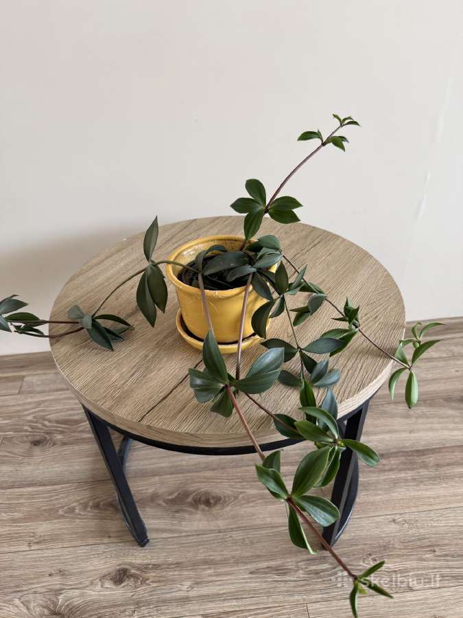 Peperomia pereskiifolia - nuotraukos Nr. 5