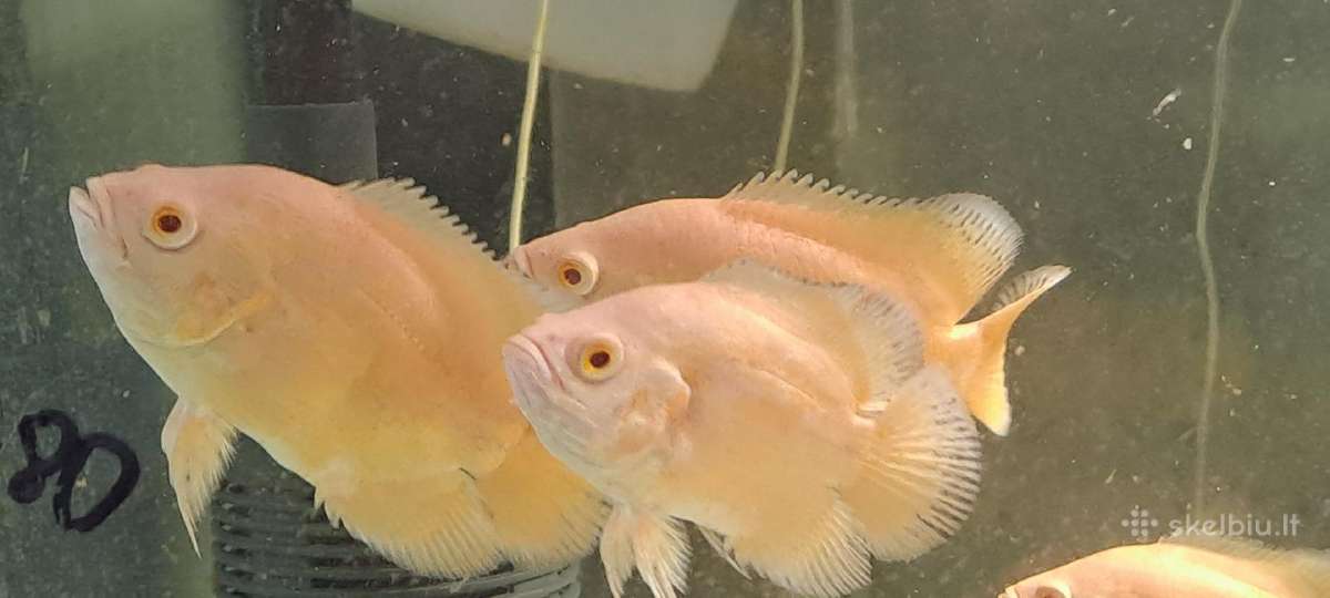 Oscar super red - nuotraukos Nr. 2