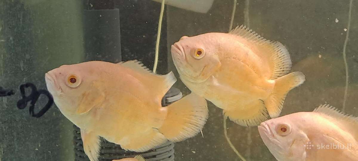 Oscar super red - nuotraukos Nr. 3