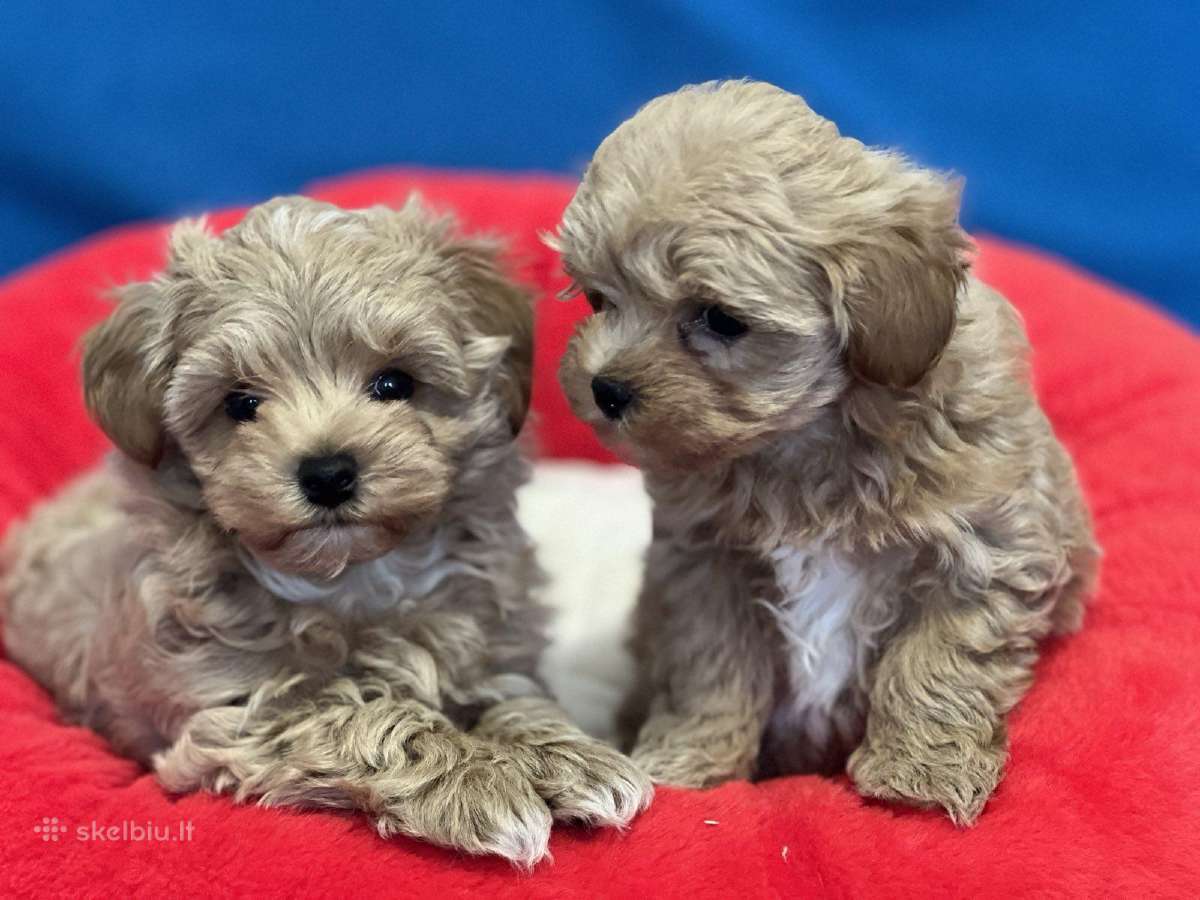 Maltipoo - nuotraukos Nr. 2