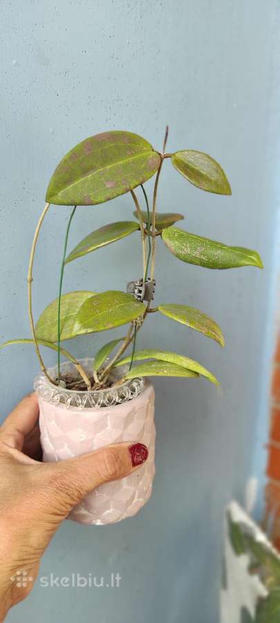 Vaškuole,hoya Wibergiae - nuotraukos Nr. 2