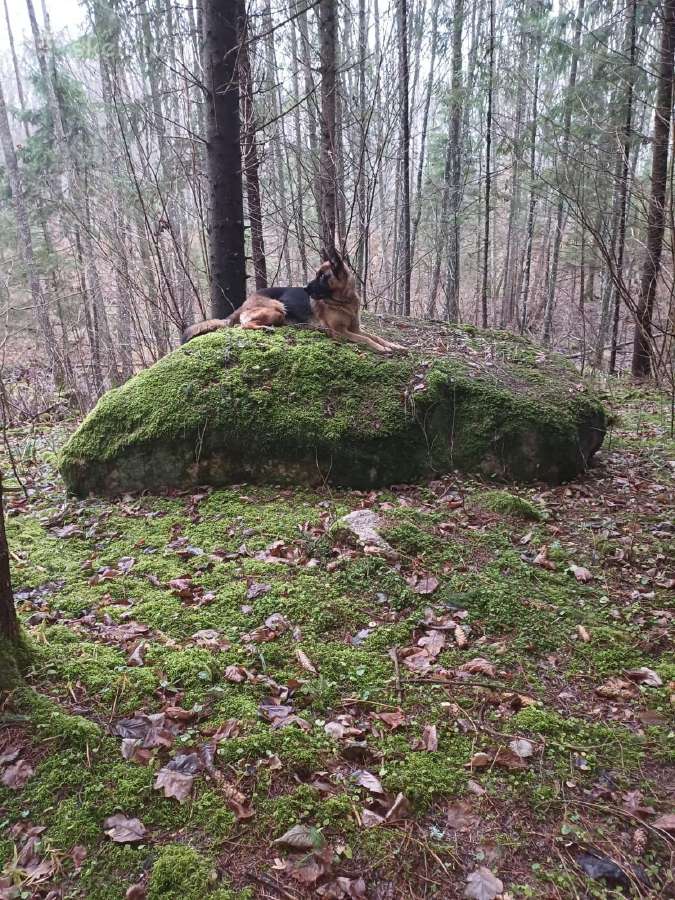 Vokiečių aviganių šuniukai - nuotraukos Nr. 18